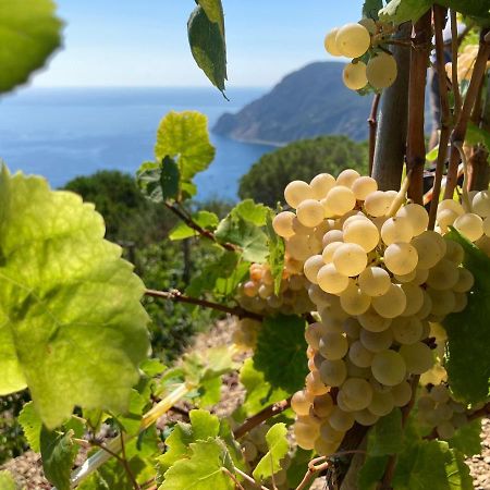 Villa Pietrafiore Monterosso al Mare Eksteriør billede