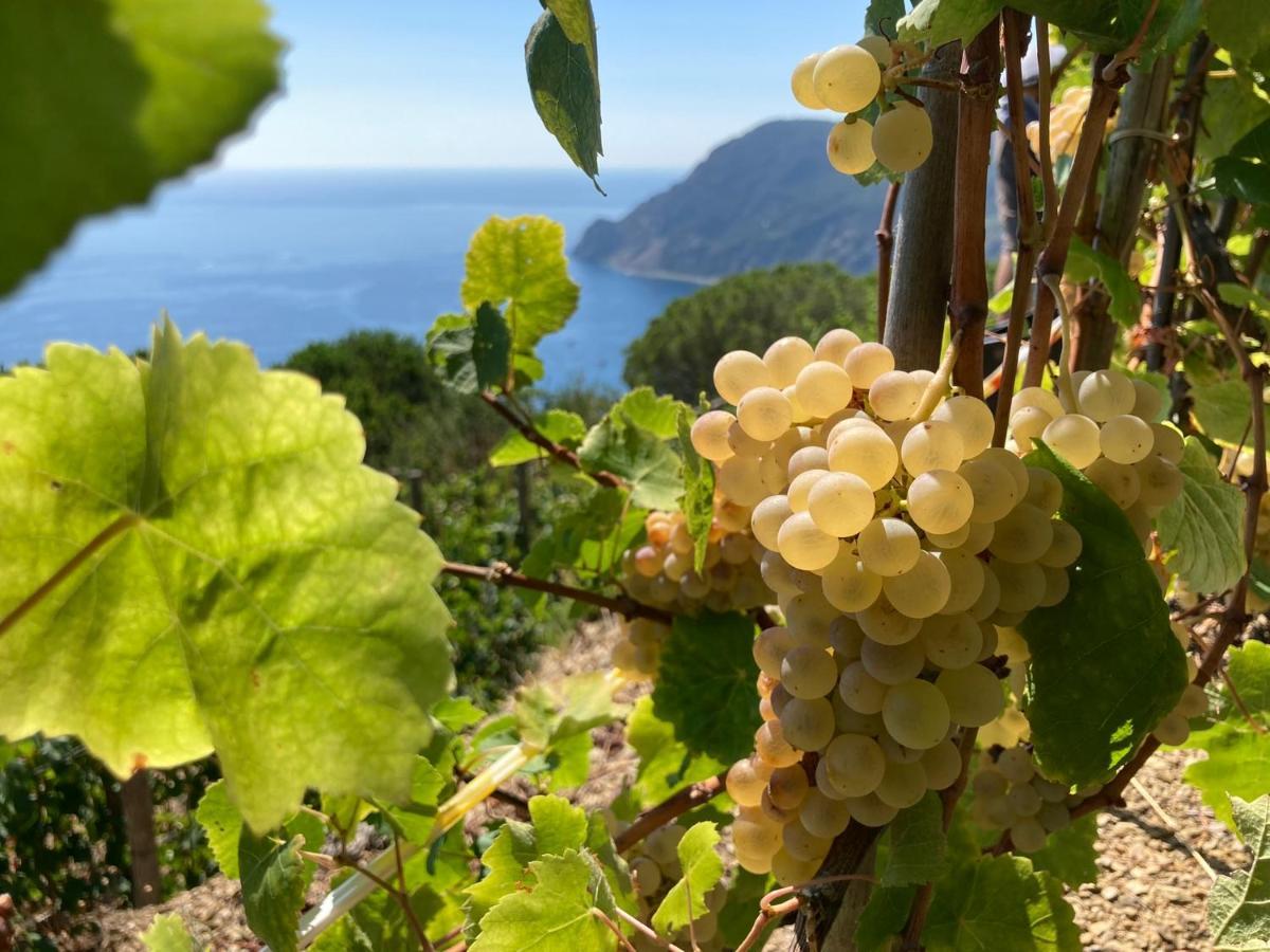 Villa Pietrafiore Monterosso al Mare Eksteriør billede